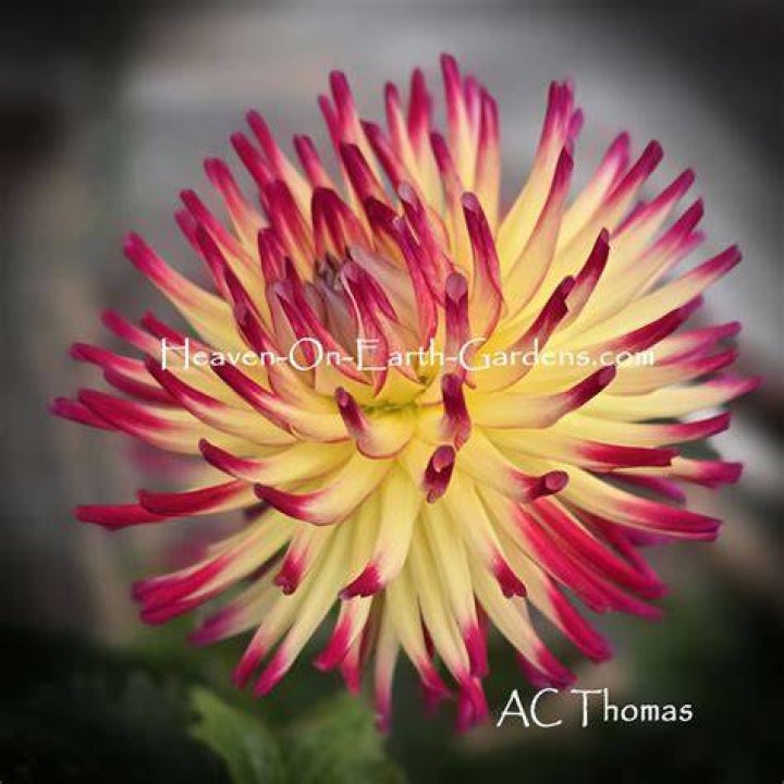 AC Thomas AC Thomas
