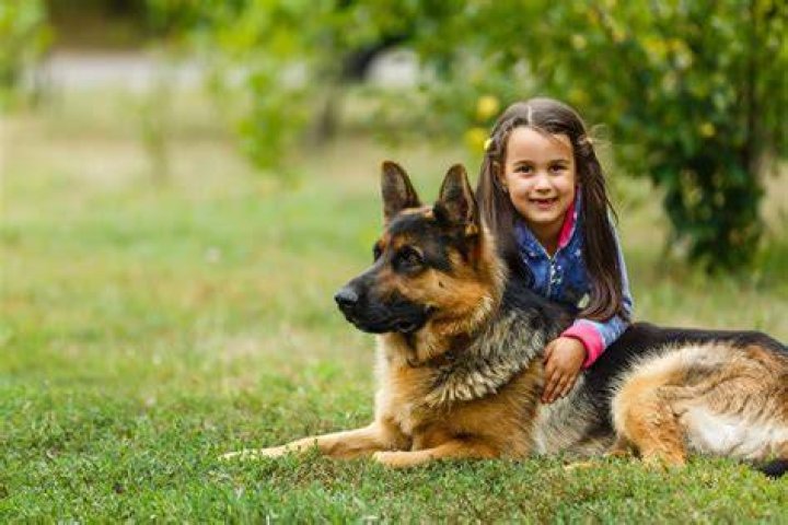 Are German Shepherds Good With Puppies