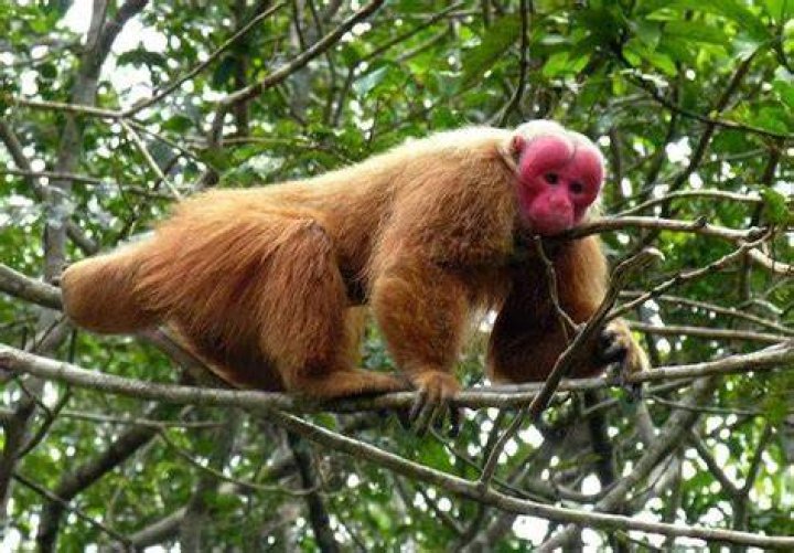 bald-headed uakari copyright Evgenia Kononova, Wikimedia Commons