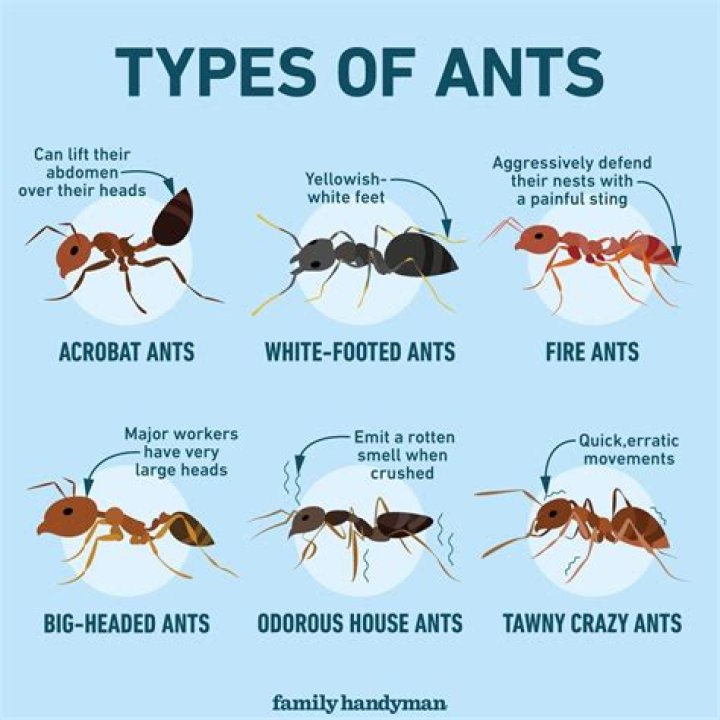 Can ants get through caulking?