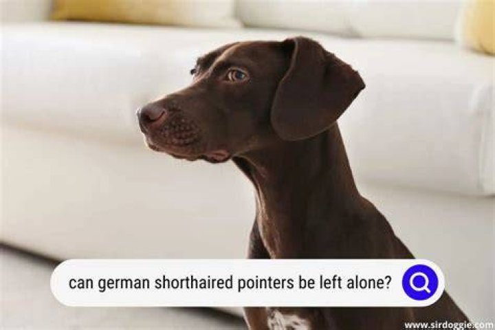 Can German Shorthaired Pointers be left alone?