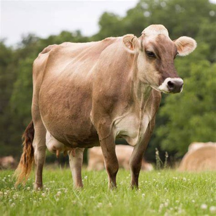 Cattle