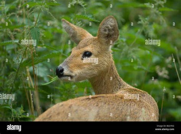 Chinese water deer at Whipsnade Zoo, Dunstable, copyright William Warby, Wikimedia Commons