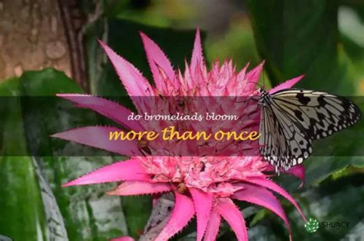Do bromeliads bloom more than once?
