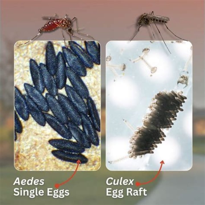 Do eggs work on the Warden?