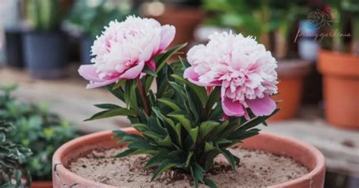 Do peonies do well in pots?