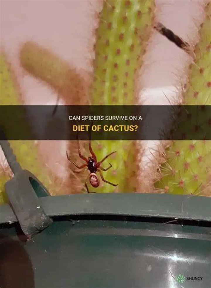 Do spiders harm cactus?