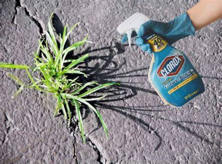 Does Clorox bleach kill grass?