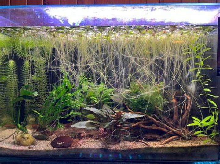 Does frogbit have long roots?