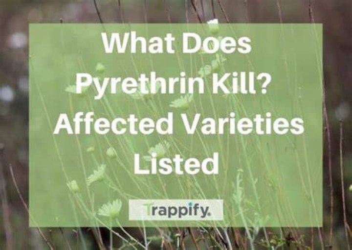 Does pyrethrin kill parasites?