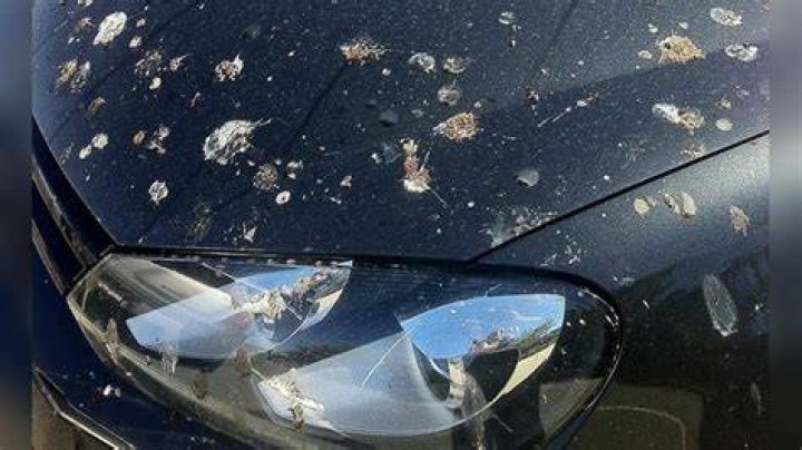 Does shaving cream remove car paint?