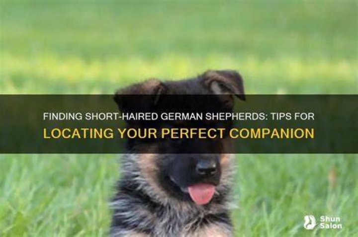 Finding Your Perfect GSD For Sale In VA