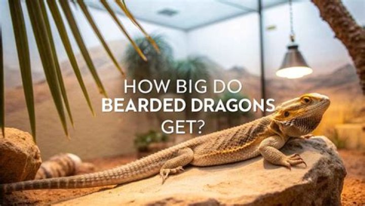 How do you get Olympic dragons?