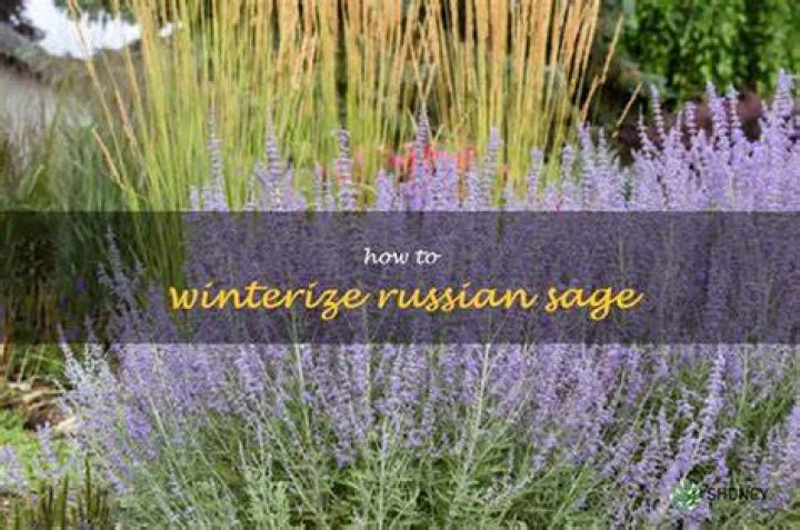 How do you winterize Russian sage?