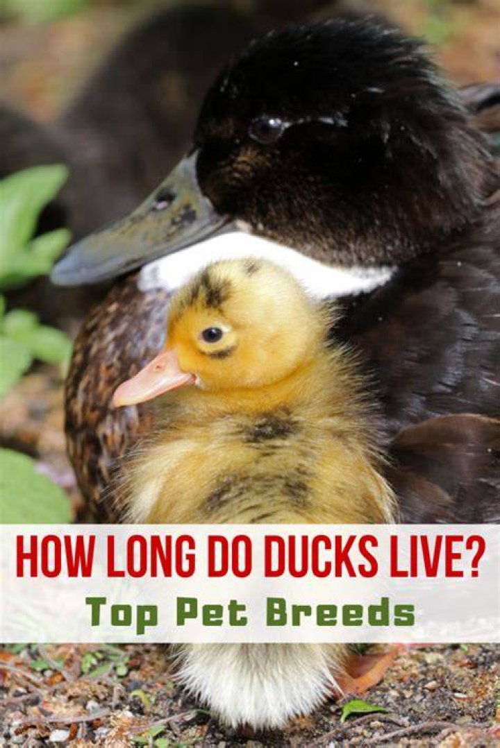 How long do ducks live as a pet?