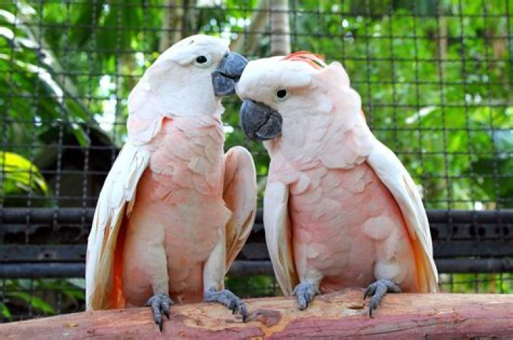 How Much Does a Cockatoo Cost?