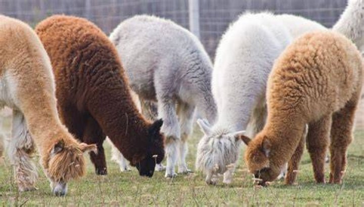 How Much Does an Alpaca Cost?
