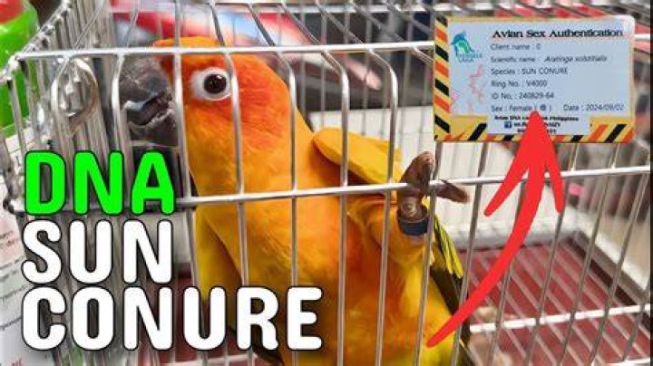 How much is a DNA test for a conure?