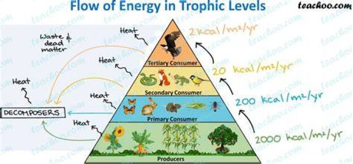 How much is lost at each trophic level?