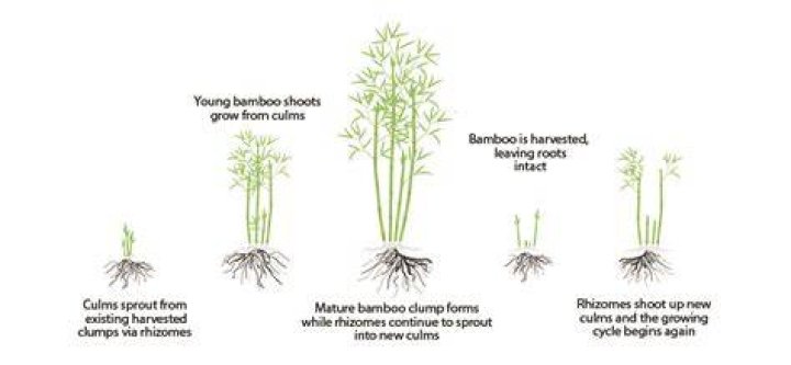 How quickly can a bamboo tree grow?