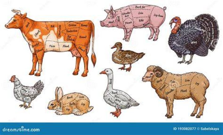 How To Butcher Animals For Meat