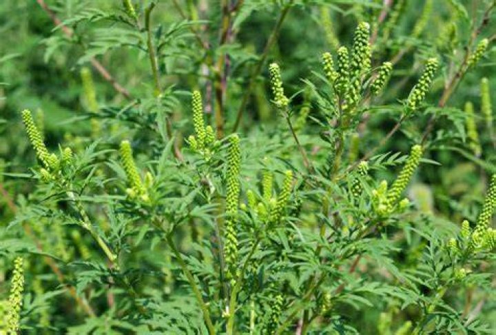 Is ragweed a Chenopod?