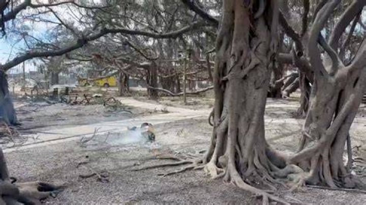 Maui wildfire burns 150-year-old banyan tree, threatening survival