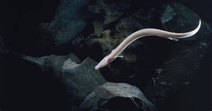 olm, copyright Wild Wonders of Europe/ Hodalic/naturepl.com