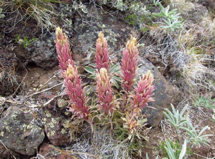 Oregon Field Guide | Desert Plants | Season 7