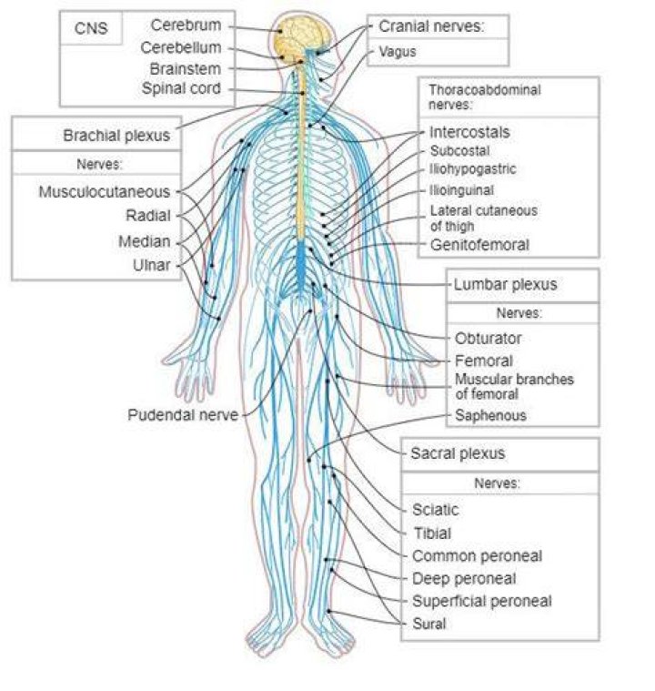Science Trek | D4K: Nervous System