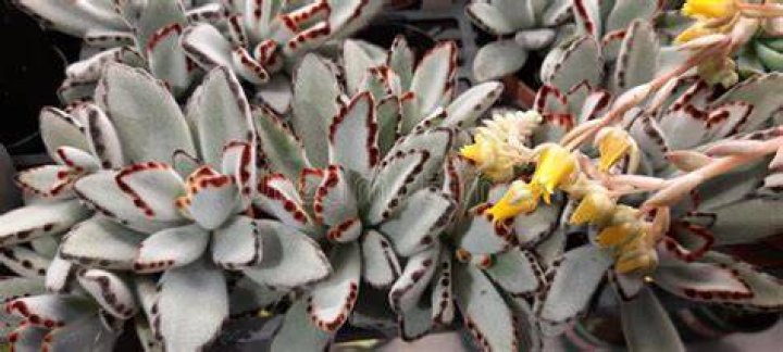 Succulents&nbsp;