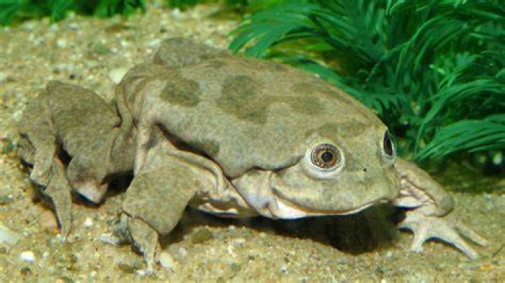 Titicaca water frog, copyright Pete Oxford/naturepl.com