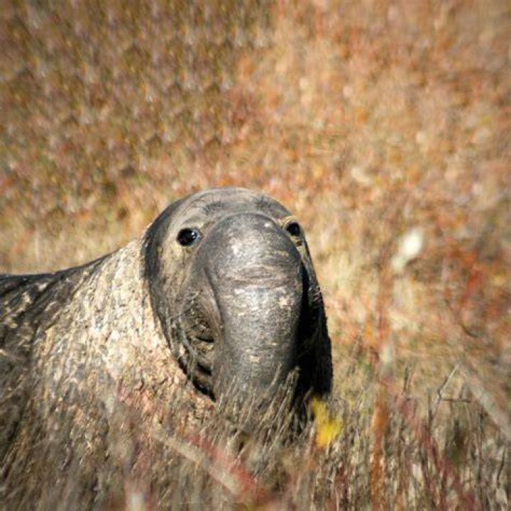 Ugly Animals