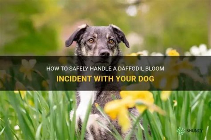 What if a dog eats a daffodil?
