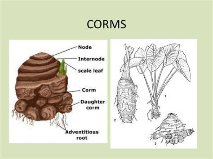 What is a corm and what function does it serve?