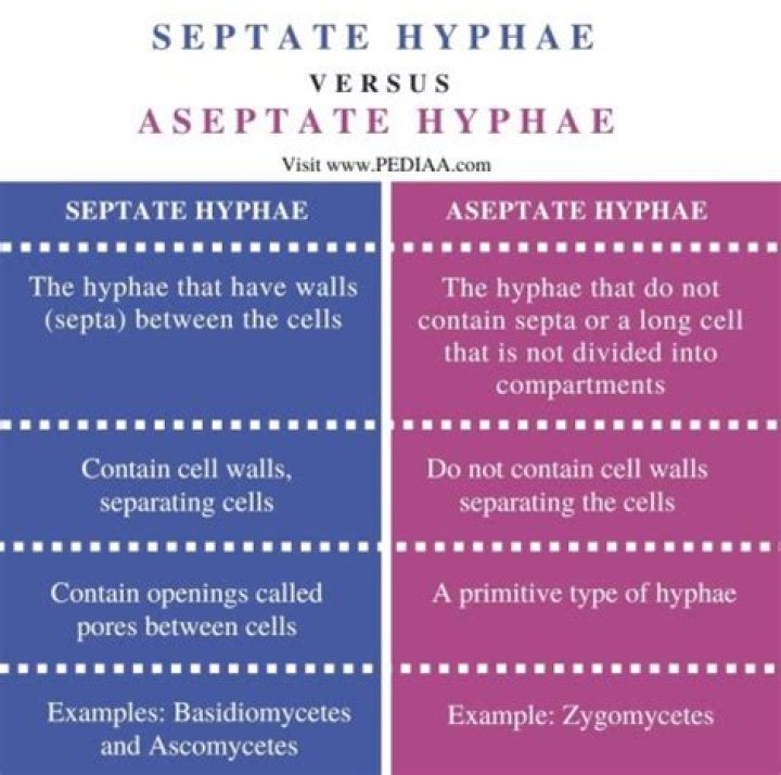 What is the difference between septate and septate?