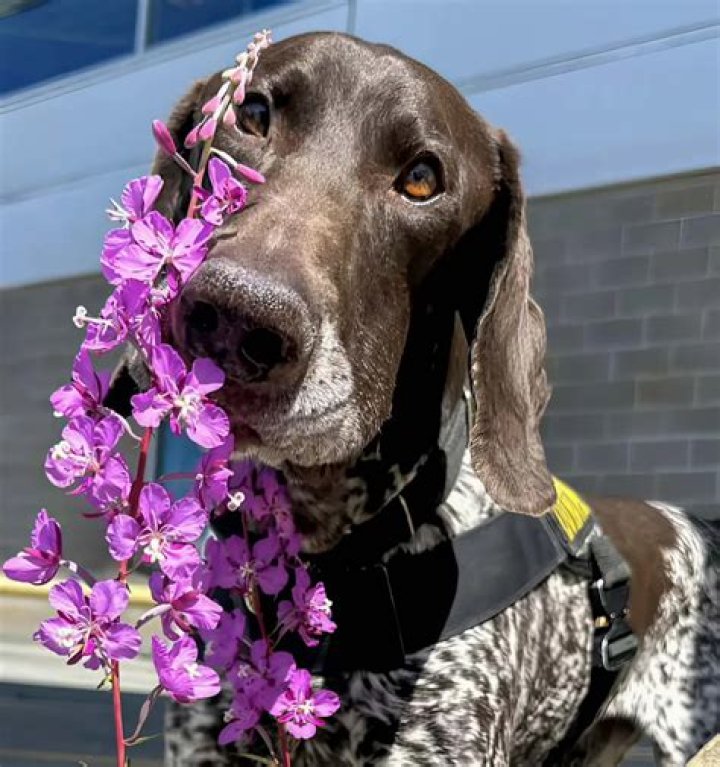 Where does TSA get their dogs?