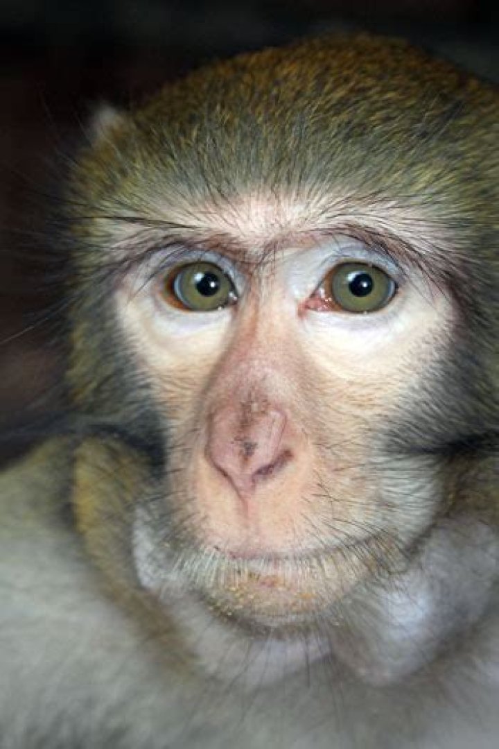 Why do Cercopithecines have cheek pouches?