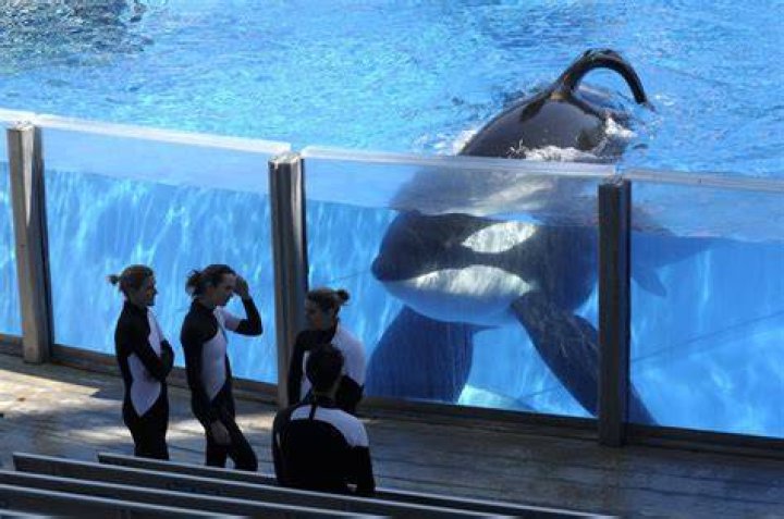 Why is Tilikum so aggressive?