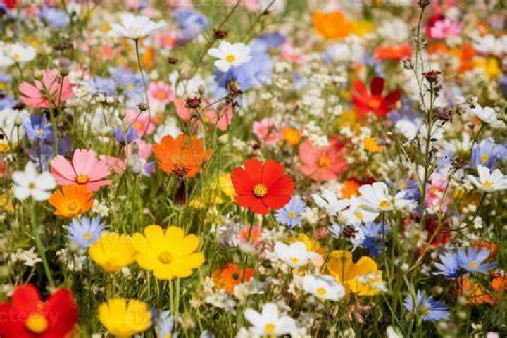 Wildflowers