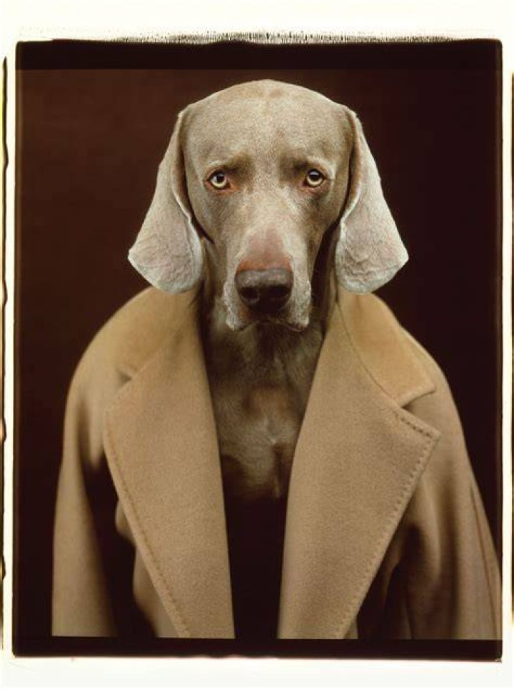 william wegman